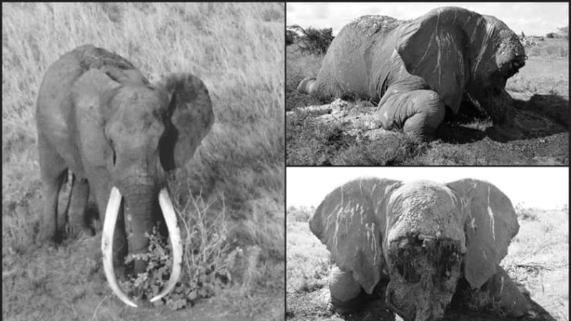 Největšího slona Afriky popravili pytláci