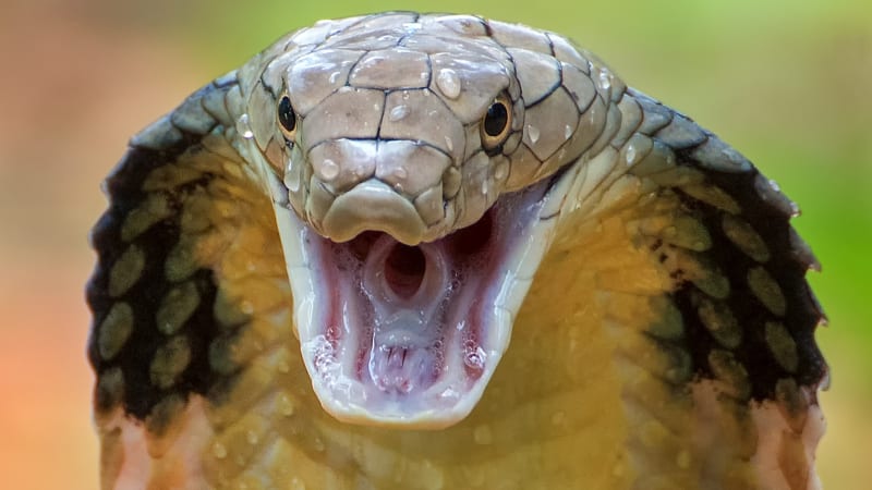 5 strašidelných videí s nejnebezpečnějšími hady planety