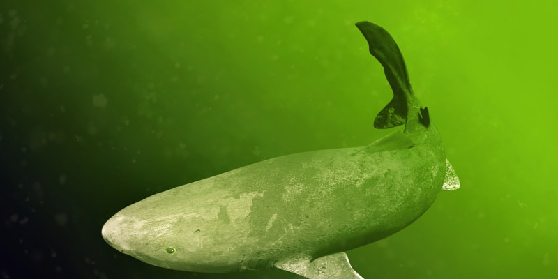 Megalodon by dnes podle některých vědců připomínal světlouna pacifického