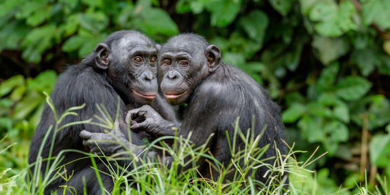 Šimpanzi bonobo