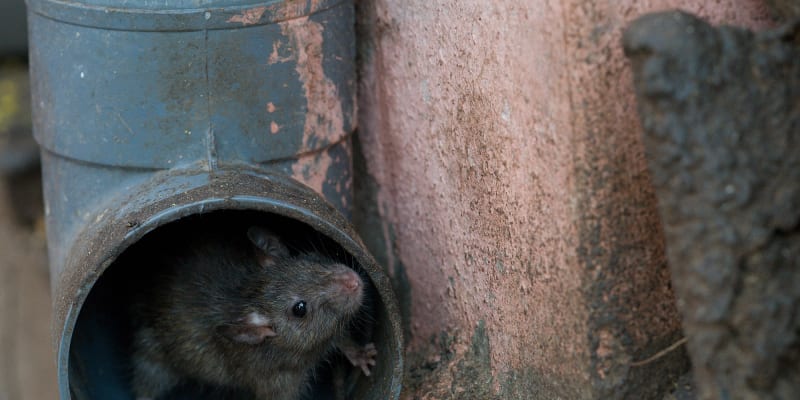 V Deshnoku jsou krysy a potkani všudypřítomní a vážení