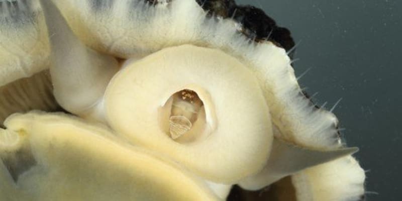 Přílipka misková (Patella vulgata)