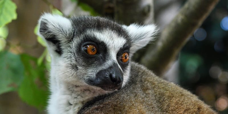 Lemur kata - jeden ze zástupců poloopic z Madagaskaru