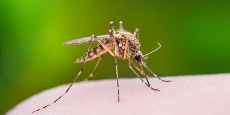 Proč po vás jdou komáři?
