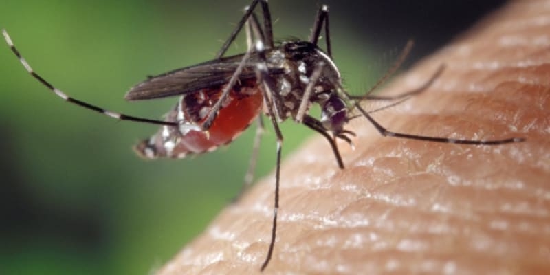 Komáří samičky žene ke kousání lidí příroda  potřebují krvavou stravu, aby dokončily svůj reprodukční cyklus