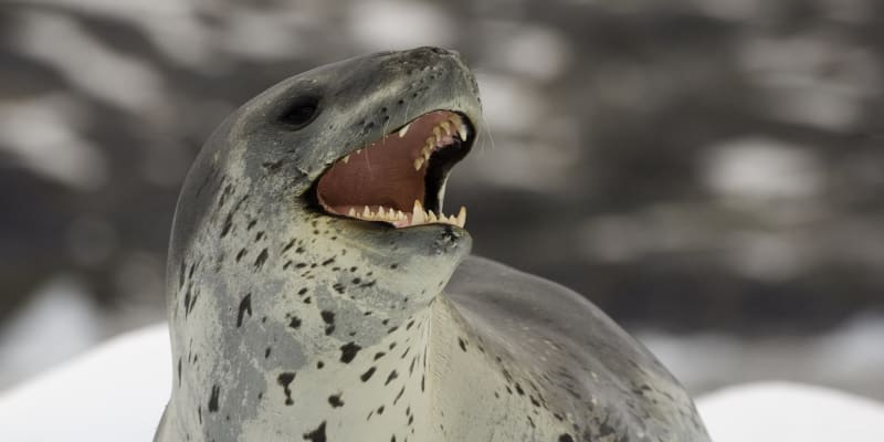 Tuleň leopardí je obávaný predátor