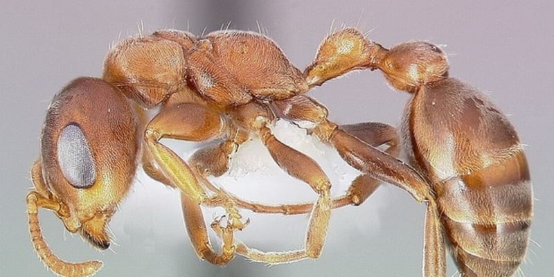 Mravenec příživný Solenopsis fugax