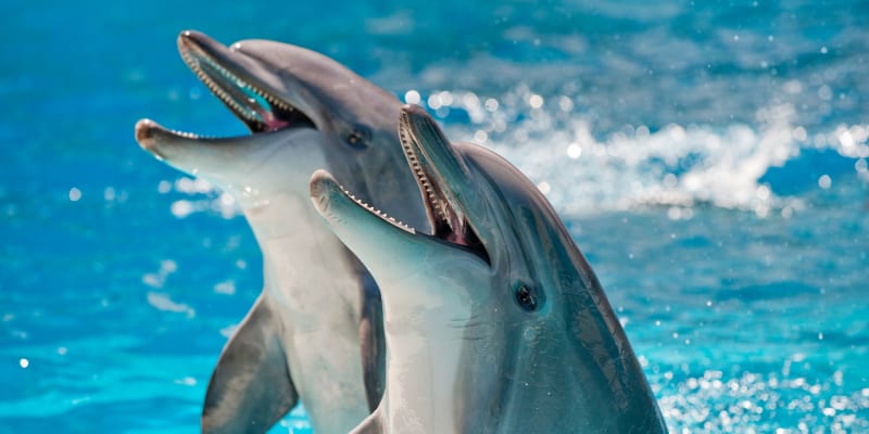I sociální chování delfínů je podobné jako u primátů