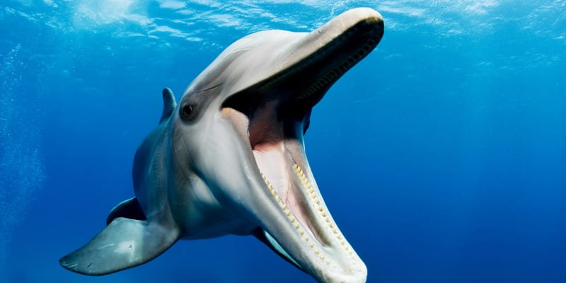 Nové poznatky o delfínech jsou velmi překvapivé