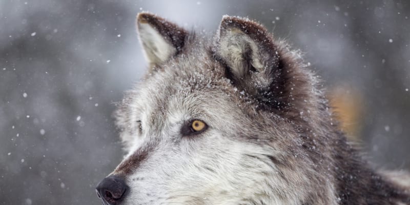 Aljaška se snaží místní vlky chránit jako ohrožený druh