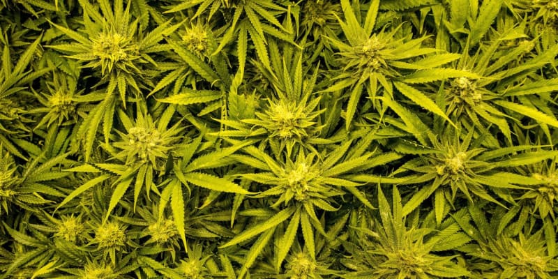 Marihuana je droga, která se získává usušením květenství samičích rostlin konopí.