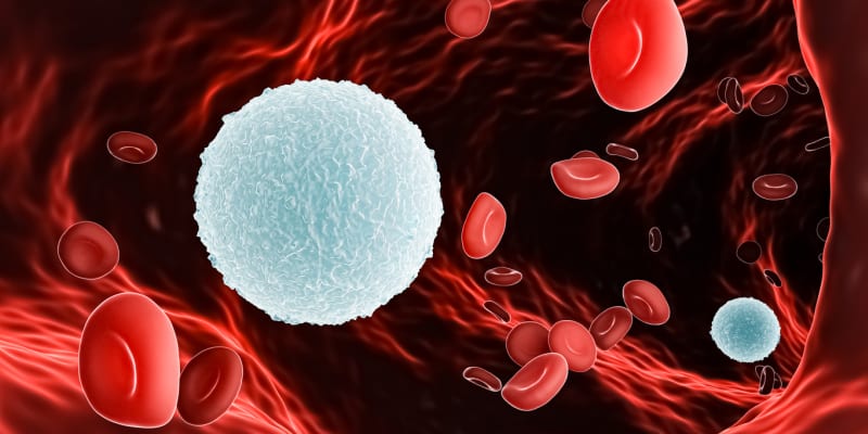 Červené a bílé krvinky