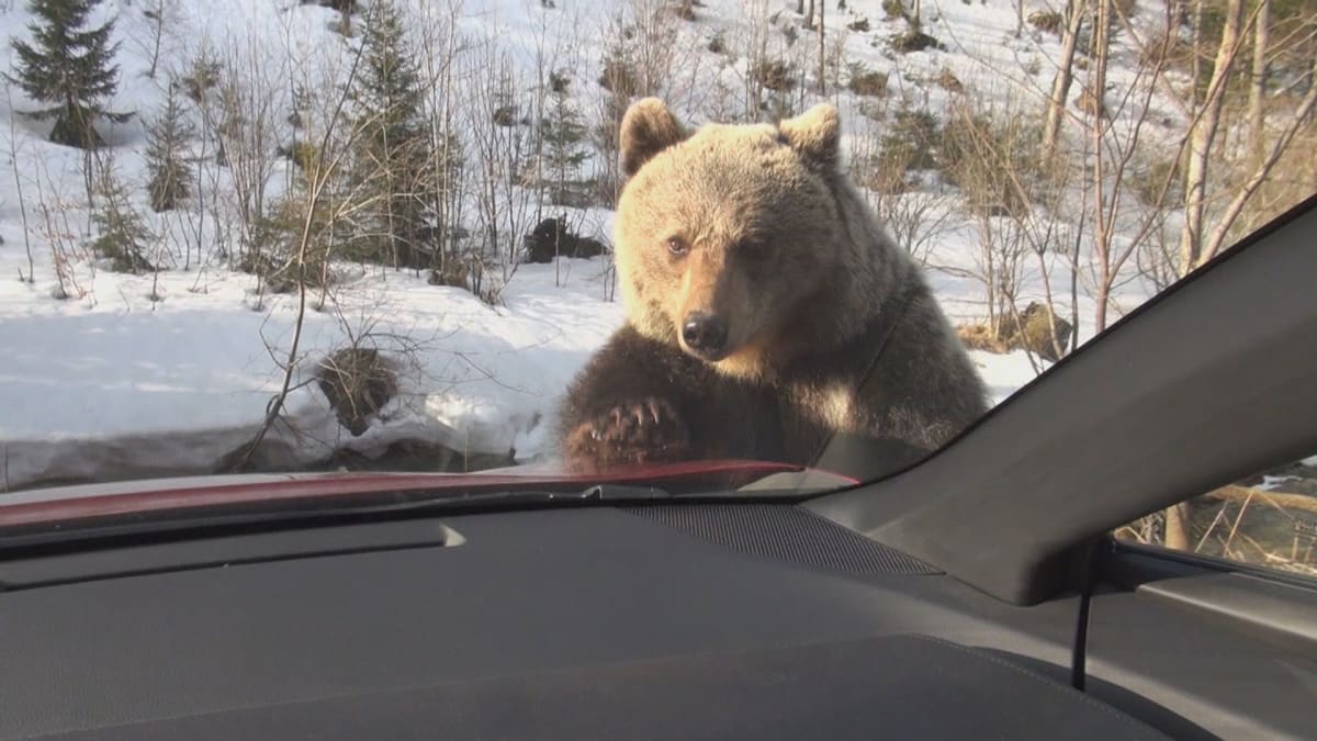Tříletý medvěd Míša naháněl turisty kvůli jídlu. 