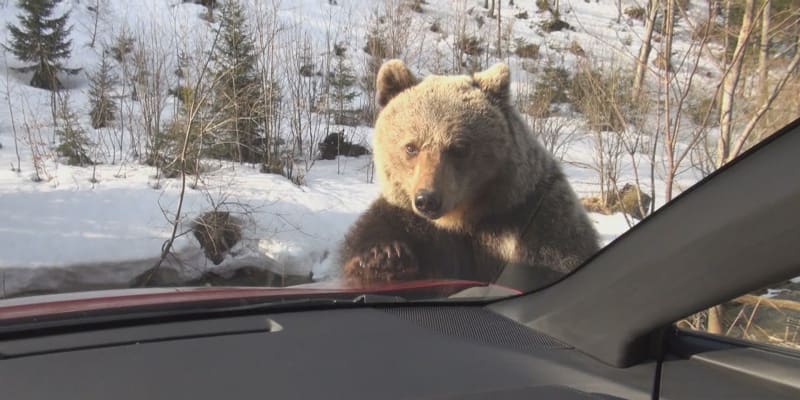 Tříletý medvěd Míša naháněl turisty kvůli jídlu. 