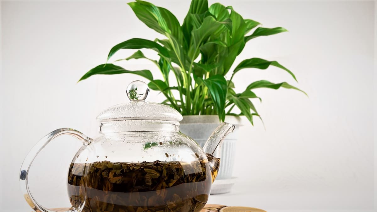 Na povrchu substrátu působí čaj jako dezinfekce, zapracovaný v půdě zase dodává rostlinám důležité živiny, aby byly krásné a zdravé. 