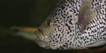 Ryby z obřího akvária v Hradci krmí potápěč i z vlastních úst. Jsou mezi nimi i piraně