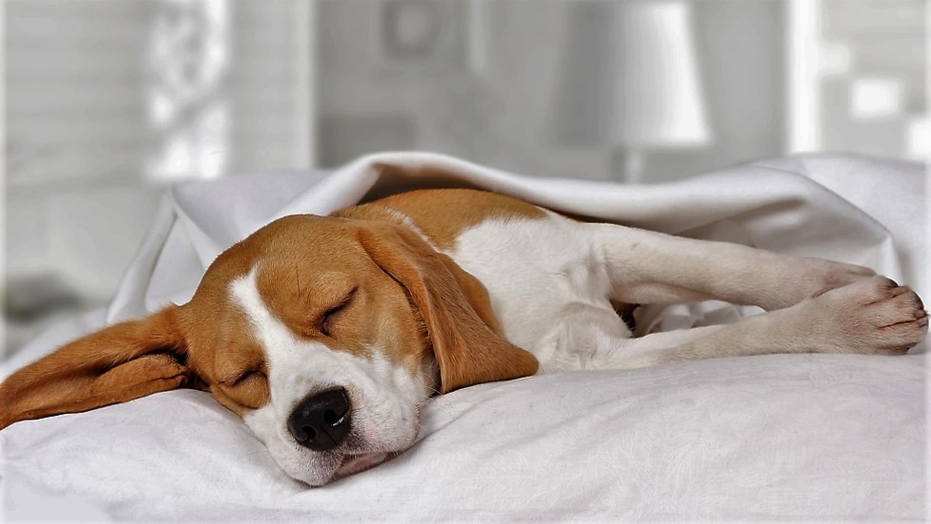Psi prospí v průměru od 10 do 14 hodin. Kromě toho, že spí v noci, si většinou schrupne i během dne. Nespí sice tolik hodin jako kočka, ale i tak je to dost