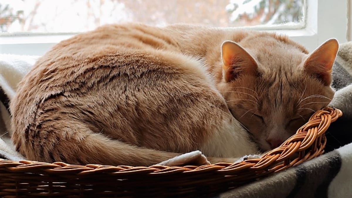 Zima se na kočce podepíše i tak, že místo obvyklých až 16 hodin denně jich může prospat i 20