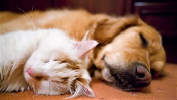 Jak dlouho spí domácí mazlíčci: Největším spáčem je kočka, ale pes si taky rád přispí 