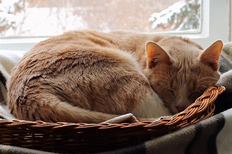 Kočky si dopřávají několik šlofíčků během dne, které při sečtení dávají dohromady zhruba 16 hodin, starší nebo nemocné kočičky mohou spát až dlouhých 20 hodin.