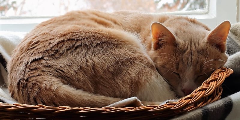 Kočky si dopřávají několik šlofíčků během dne, které při sečtení dávají dohromady zhruba 16 hodin, starší nebo nemocné kočičky mohou spát až dlouhých 20 hodin.