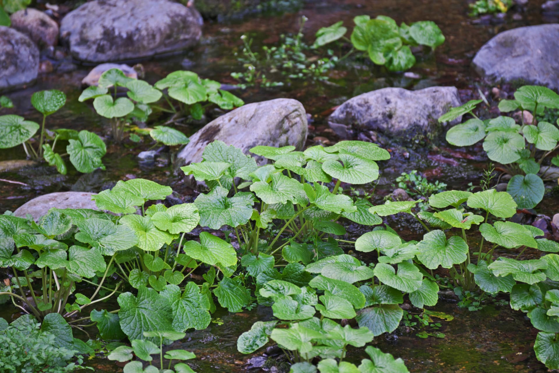 Křen wasabi (Eutrema japonica, syn. Wasabia japonica)