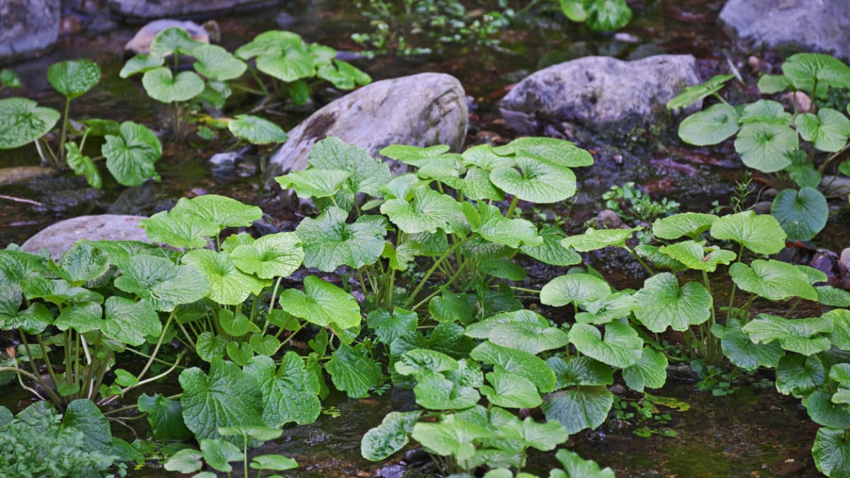 Křen wasabi (Eutrema japonica, syn. Wasabia japonica)