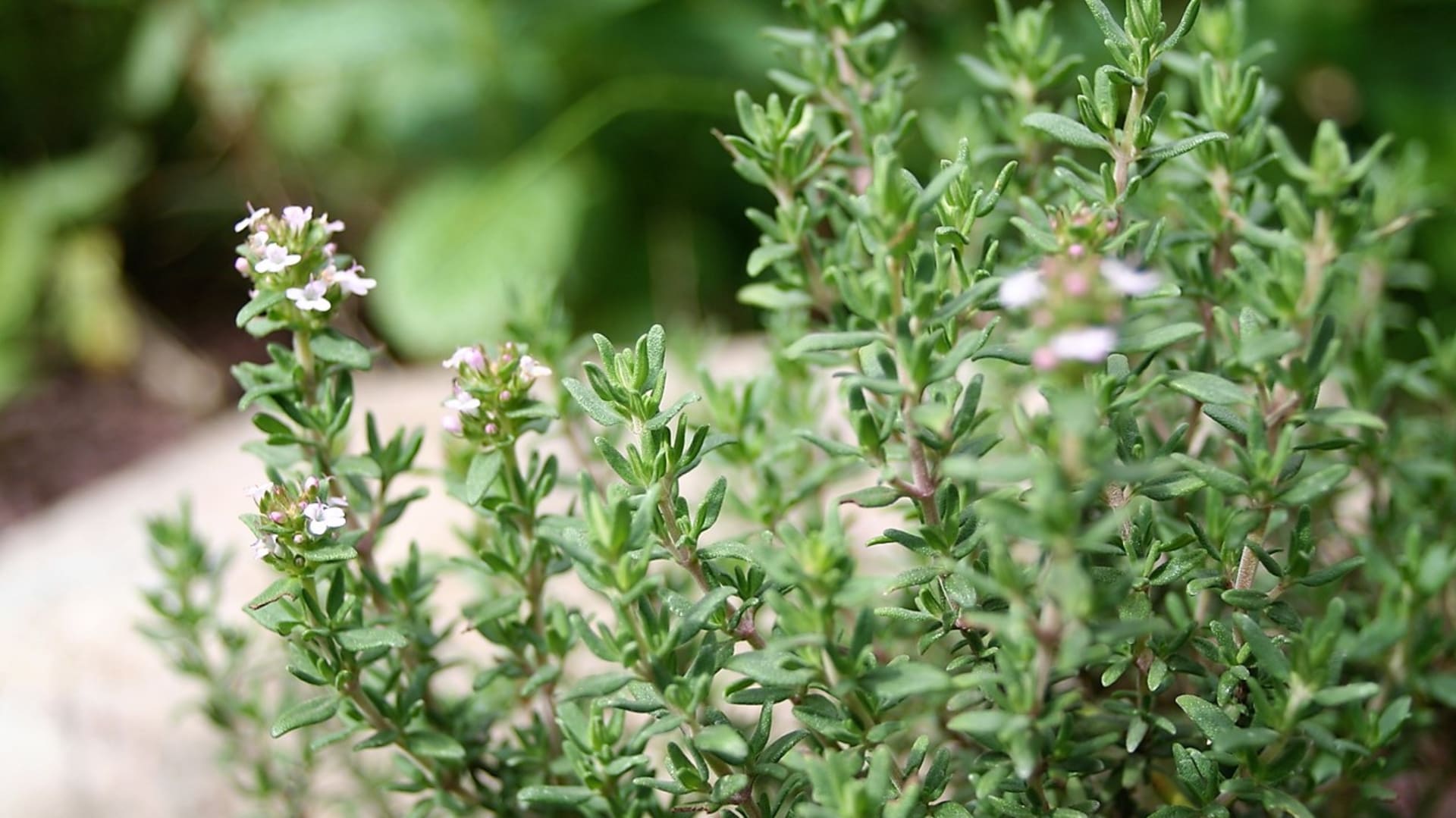 Tymián obecný (Thymus vulgaris)se dá úspěšně vegetativně množit hlavně řízky nebo hřížením.