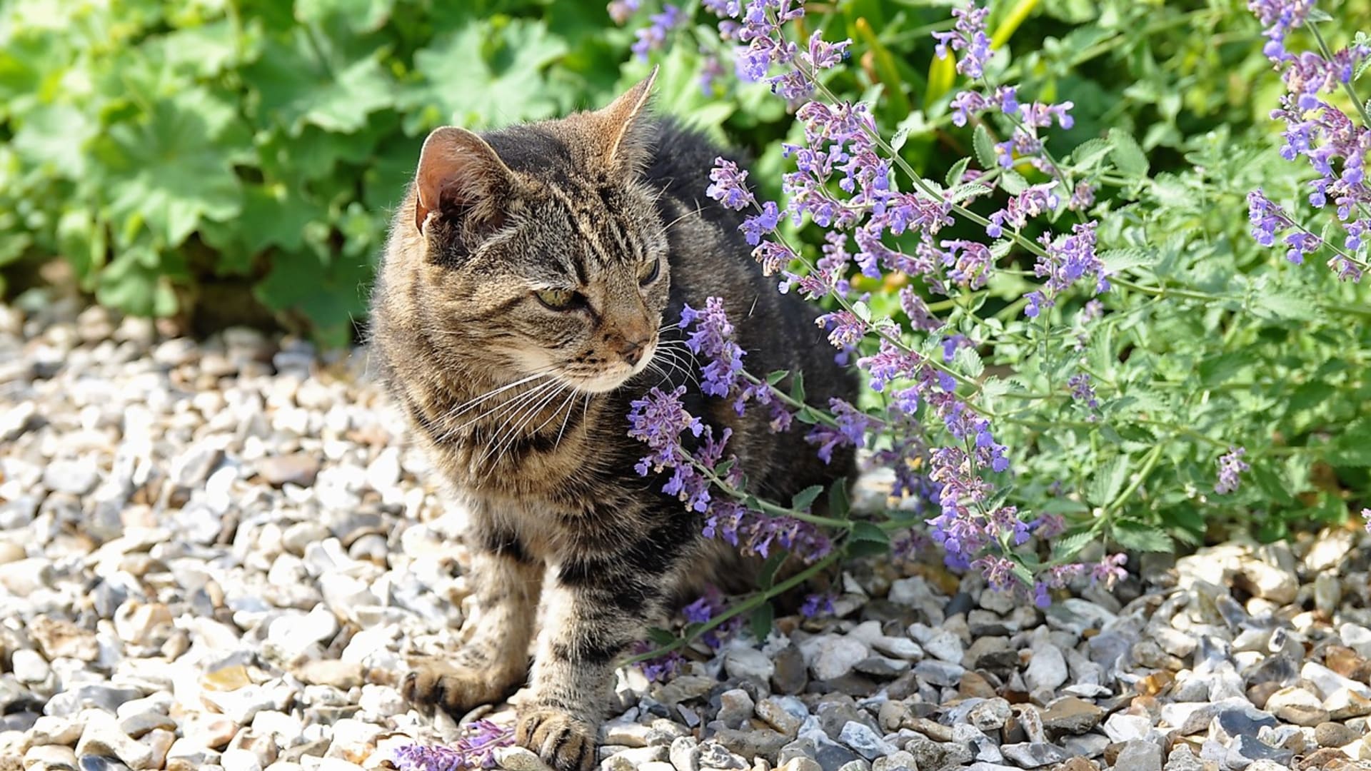 Dalšími užitečnými aromatickými rostlinami jsou při vyhánění myší pryšec skočcový, řebčík královský, levandule, vratič nebo šanta kočičí (ta navíc přiláká na zahradu kočky). 