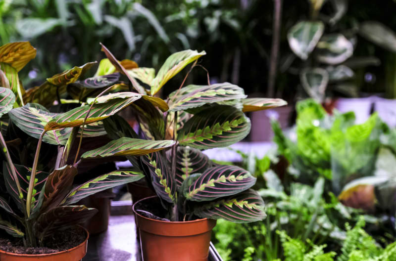 Maranta je poměrně náročná rostlina na pěstování. Pochází z tropických deštných pralesů, a proto potřebuje  pro svůj zdárný růst především teplý a vlhký vzduch.  