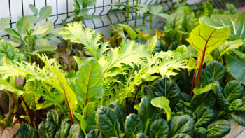Asijská listová zelenina: Mizuna, perila, pak choi a amaranth vyrostou i na vaší zahrádce
