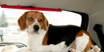 Nelidské poutání zvířat v autě? Zajistíte tak bezpečnost sebe i čtyřnohých mazlíčků