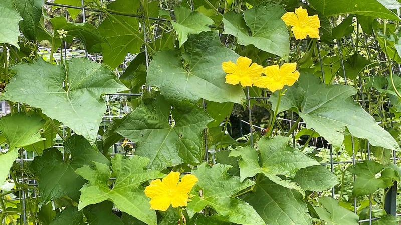 Lufa válcovitá (Luffa cylindrica), liánovitě rostoucí jednoletá tykvovitá rostlina, které vytvoří až dva metry vysokou, svěže zelenou dekorativní listovou stěnu, kvete velkými, nejprve samčími, později samičími svítivě žlutými květy. 