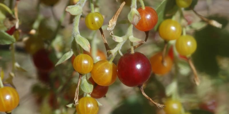 Meruzalka zlatá (Ribes aureum)