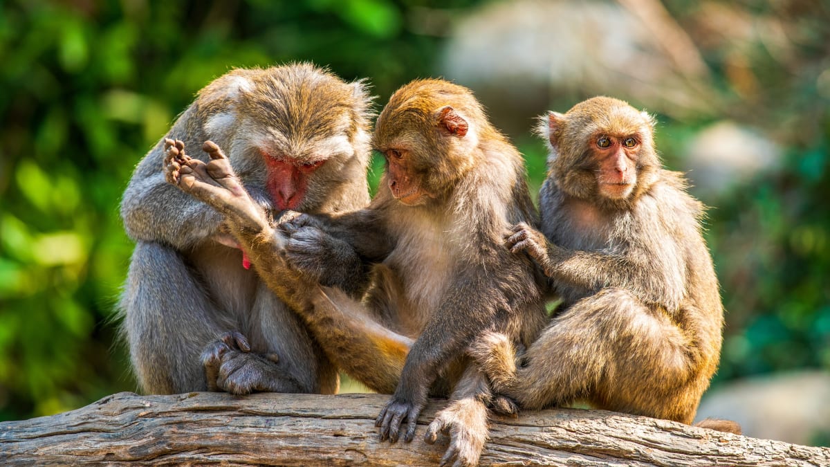 Nová studie odhalila další podobnost mezi lidmi a opicemi.