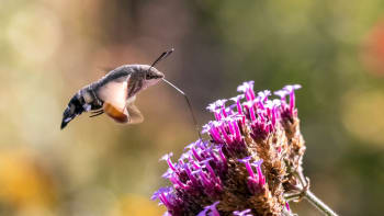 Nejspíš  létají i na vaši zahradu. Vypadají jako kolibříci, ale patří mezi mouchy a motýly 