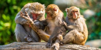 Vnímají tlukot vlastního srdce: V čem se nám opice podobají?
