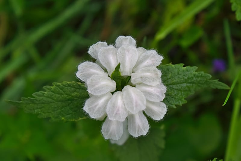 Květnová sklizeň se týká drobných kvítků hluchavky bílé (Lamium album), sbírají se květní koruny bez kalichů. 