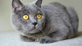 Mýty a pověry o modrých kočkách: Přinášejí štěstí, lákají ženichy a zahánějí chudobu