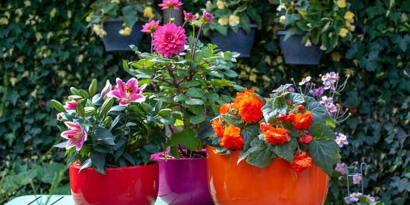 Pěstujte letní cibuloviny a hlíznaté rostliny v květináčích. a jaké si vybrat, aby celé léto dělaly parádu. Napadá vás jednodušší způsob, jak svůj balkon, terasu, okenní parapet nebo zápraží v létě rozzářit?