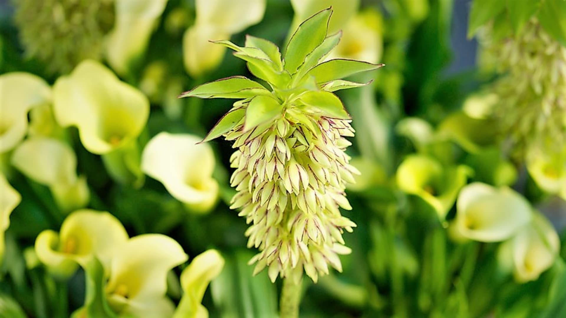Druhy chocholatice: Eucomis bicolor má bíle až krémově zelenožluté květy s lila lemem a purpurově tečkované květní stvoly.