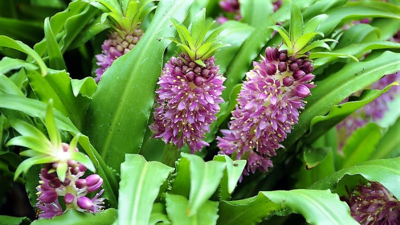 Druhy chocholatice: Eucomis comosa kultivar  Sparkling Burgundy má červenofialové olistění a fialově zbarvené květy.
