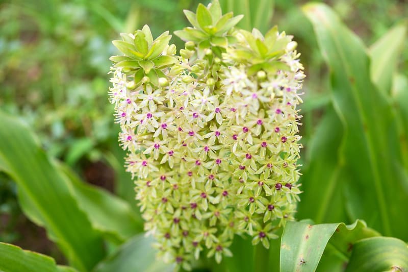 Druhy chocholatice: Eucomis comosa má bílé květy s fialovými okvětními lístky