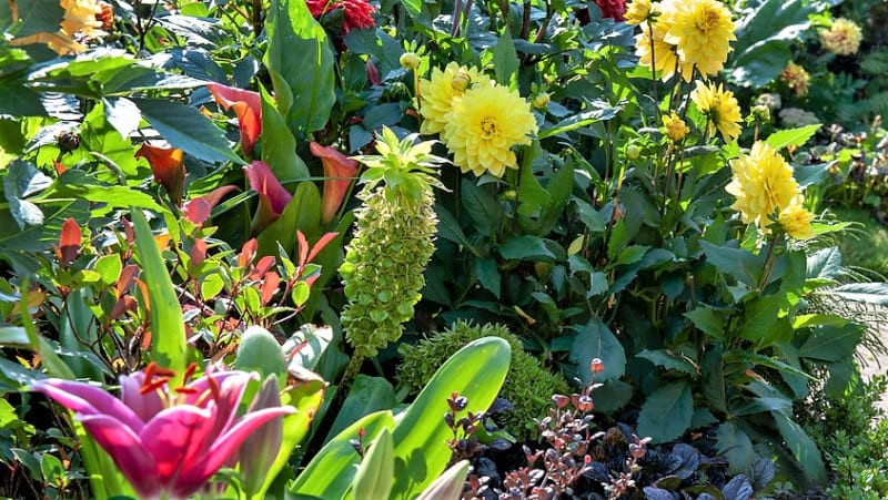Chocholatice  (Eucomis) u nás není příliš rozšířená, a je to škoda, protože se dá celkem snadno pěstovat podobně jako třeba gladioly buď v květináčích, nebo venku na sluncem zalitém místě. 