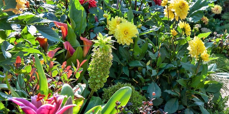 Chocholatice  (Eucomis) u nás není příliš rozšířená, a je to škoda, protože se dá celkem snadno pěstovat podobně jako třeba gladioly buď v květináčích, nebo venku na sluncem zalitém místě. 