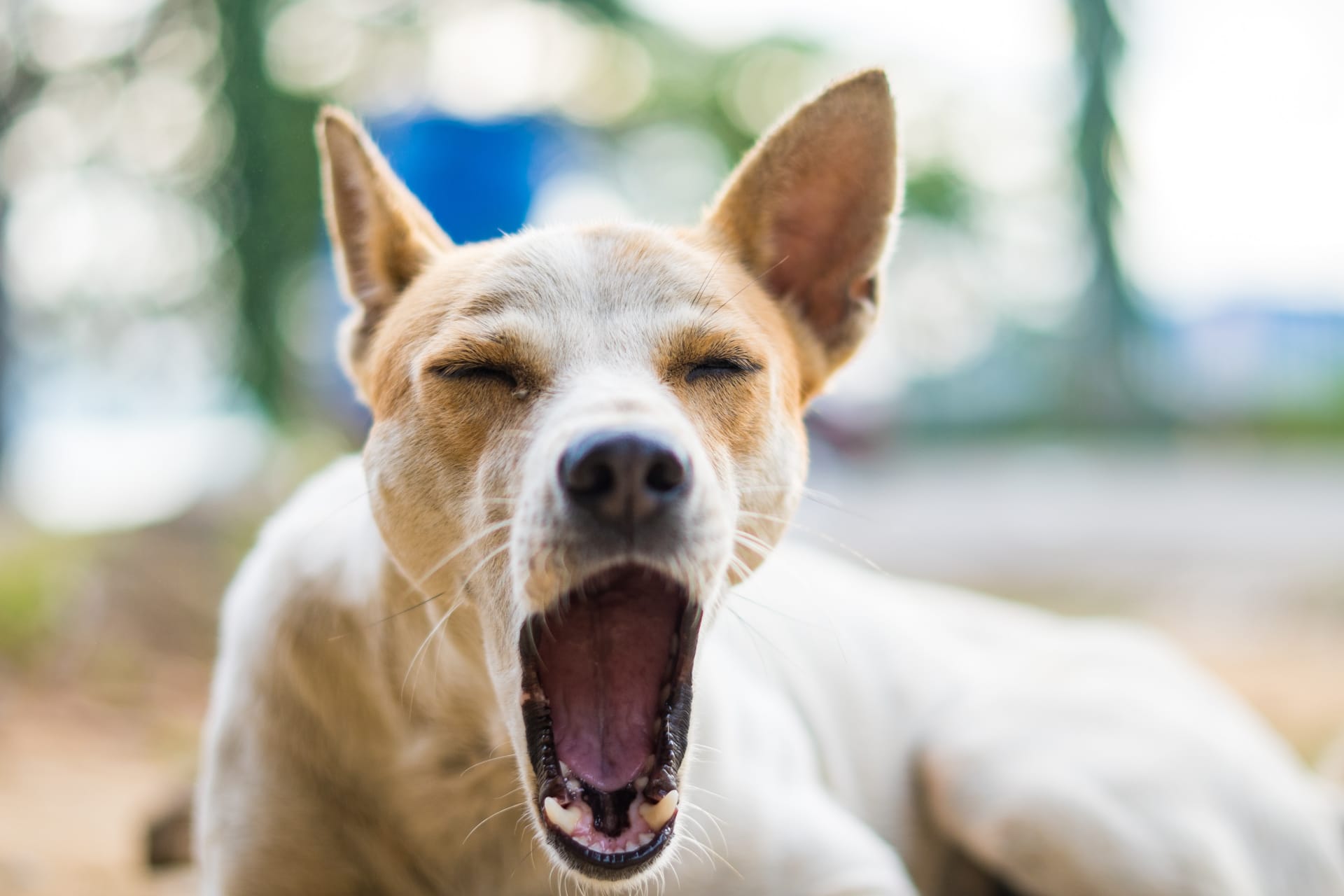 Pes s může olizovat na prázdno a zároveň zívat, znamená to, že je ve stresu