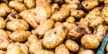 Kilo brambor za 30 korun? Zemědělce drtí zdražování, kvůli válce chybí pracovníci