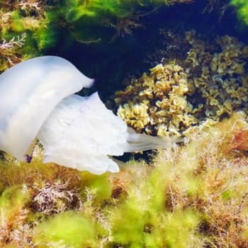 V Jaderském moři se přemnožil druh dravé medúzy kořenoústky plicnaté.