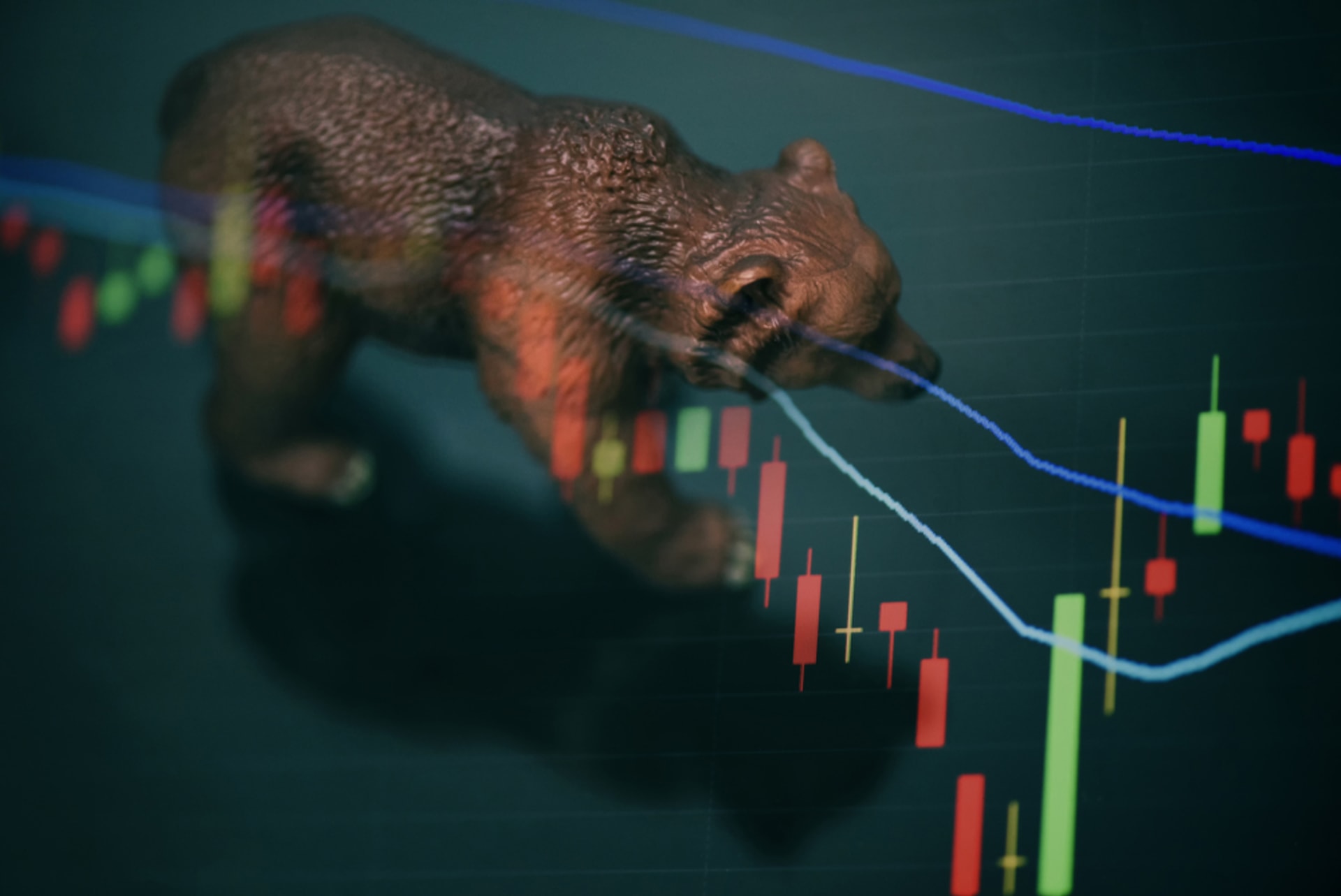 Medvědí trh