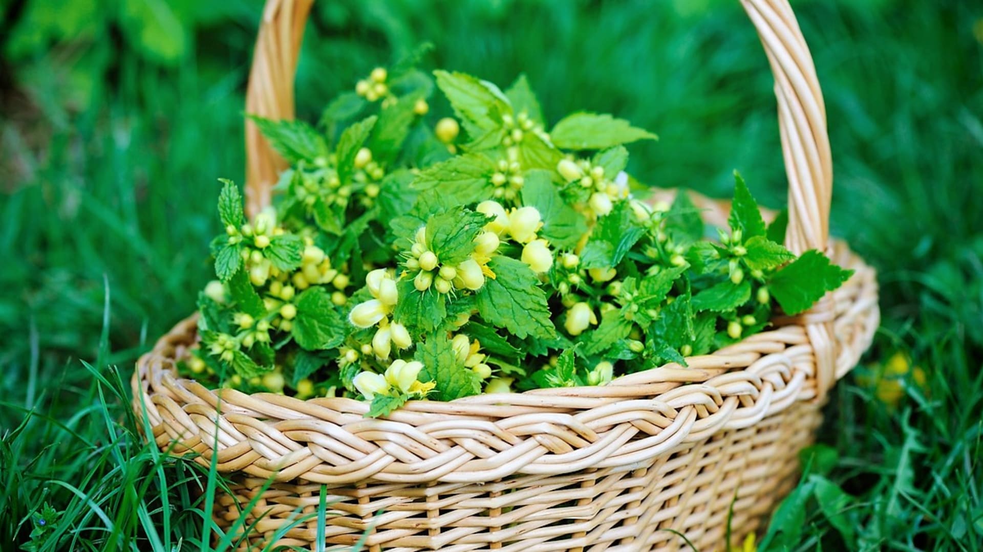 Právě kvete pitulník, lidově žlutá hluchavka. Nasbírejte si bylinku, která je dobrá na ledviny a udělejte si čaj i kapky  